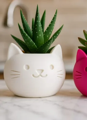 Maceta blanca con cara de gato y una suculenta